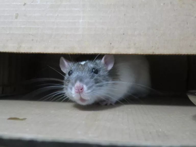 skadedyr i hus rotte